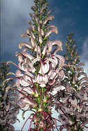 Image de Lobelia kauaensis (A. Gray) A. Heller