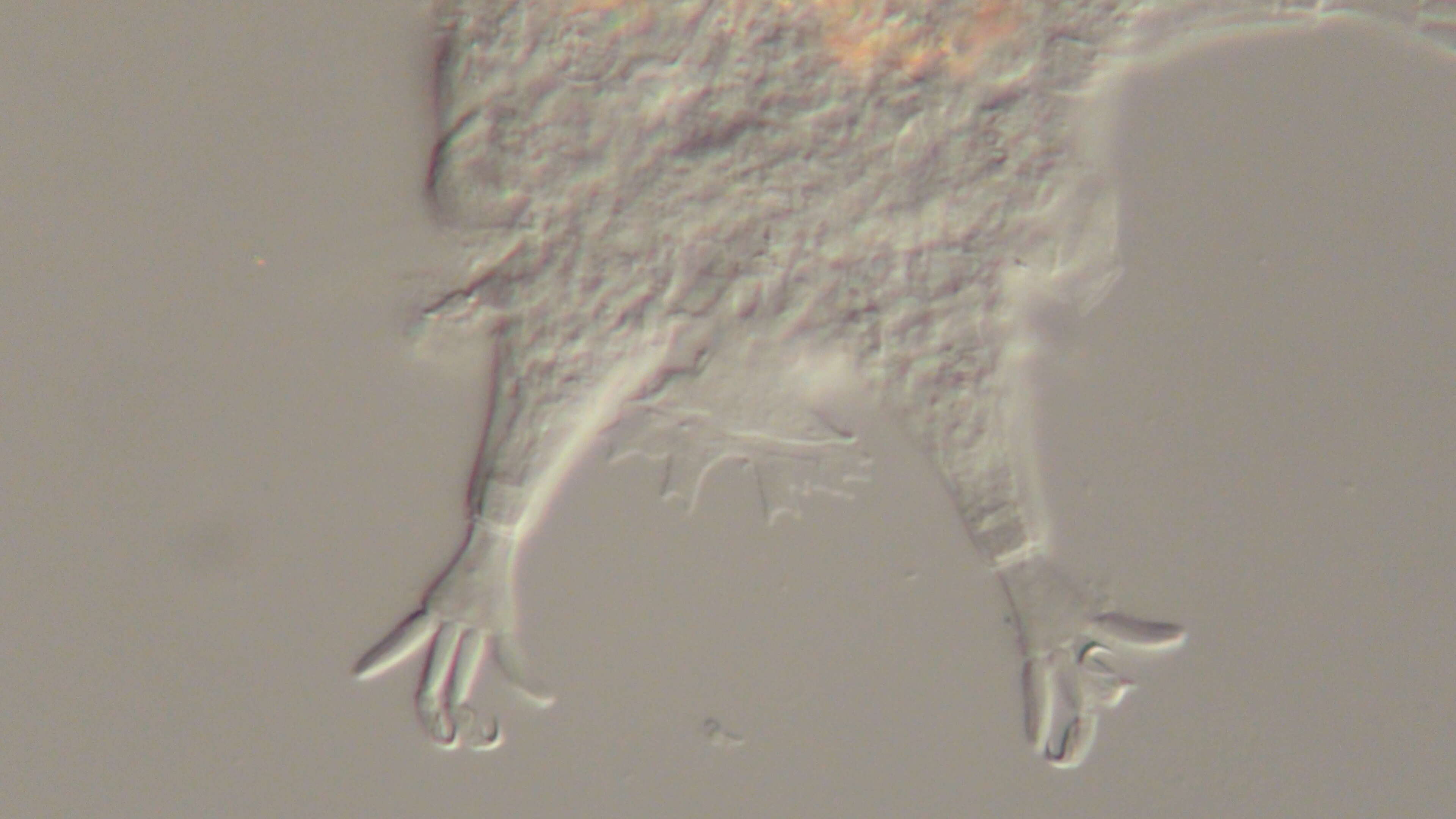 Image of Mutaparadoxipus duodigifinis Gross, Miller & Hochberg 2014