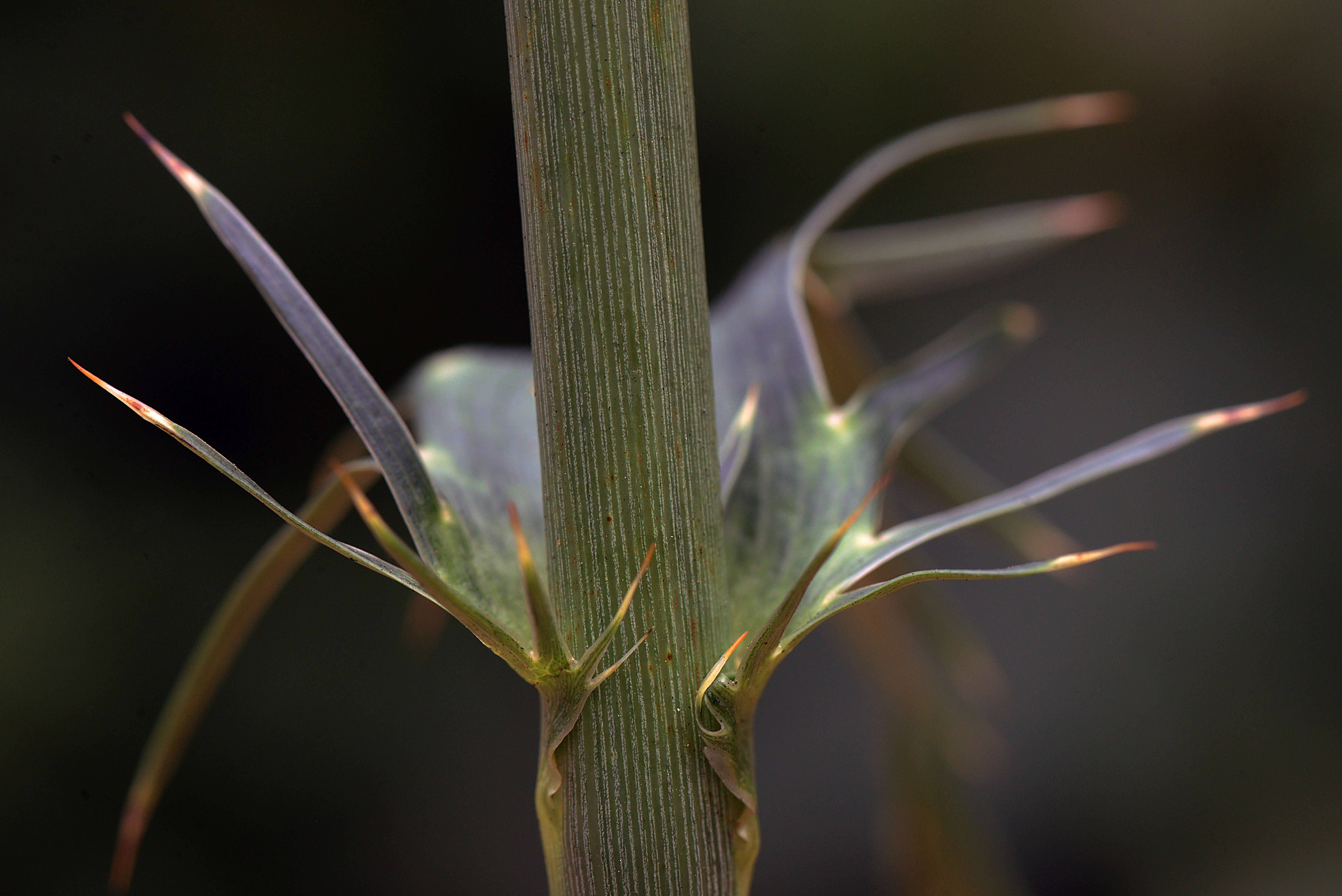 Image of Eryngium deppeanum Cham. & Schltdl.