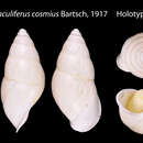 Image of <i>Amphidromus maculiferus cosmius</i> Bartsch