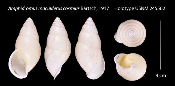 Image of <i>Amphidromus maculiferus cosmius</i> Bartsch