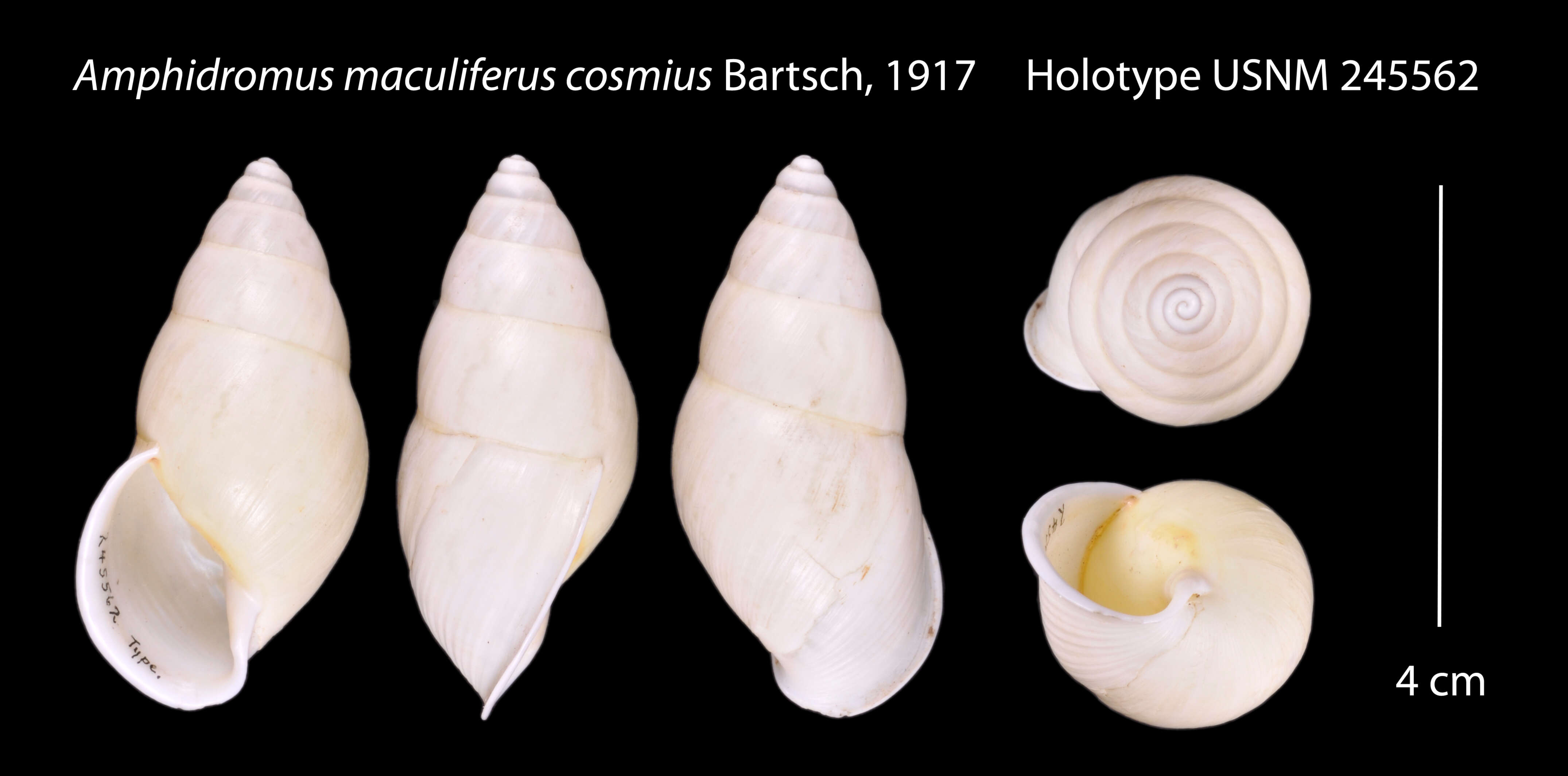 Image of <i>Amphidromus maculiferus cosmius</i> Bartsch