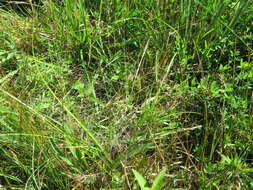 Image of Petticoat-Climber