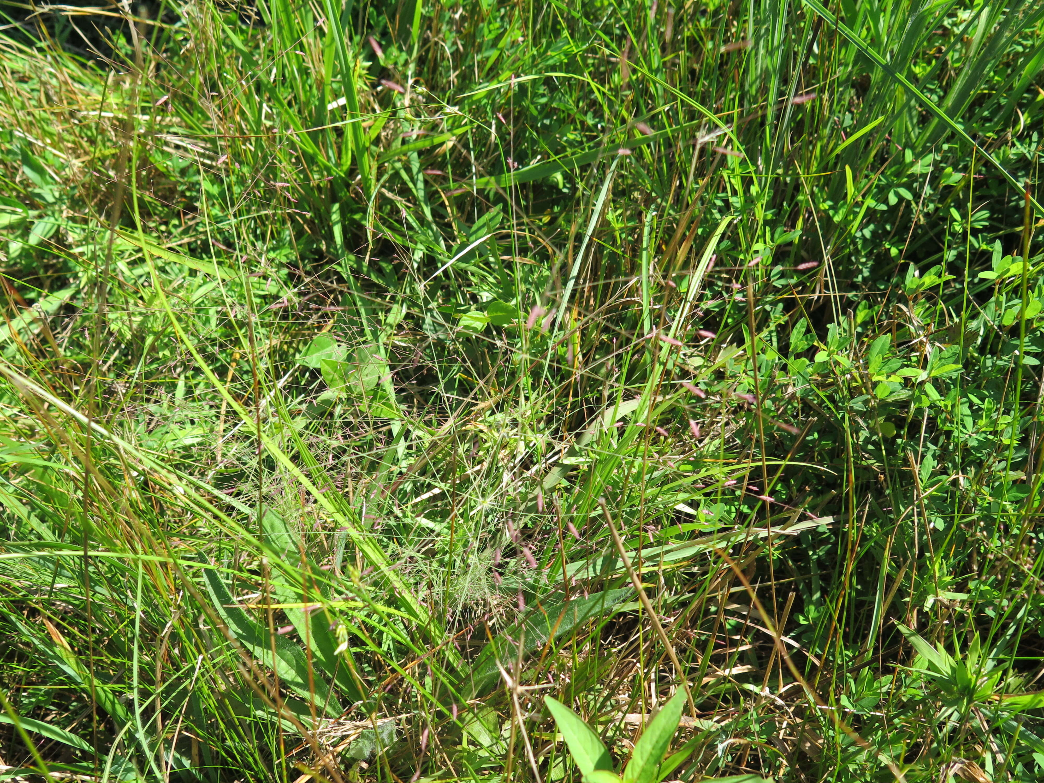 Image de Eragrostis spectabilis (Pursh) Steud.