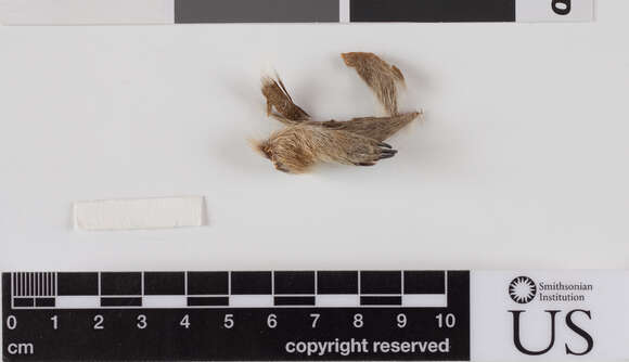 Image of Uinta ground squirrel