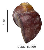 Image of Amauropsis aureolutea (Strebel 1908)