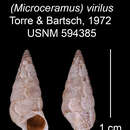 Image of Microceramus virilius C. Torre & Bartsch 2008