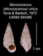 Image of Microceramus virilius C. Torre & Bartsch 2008