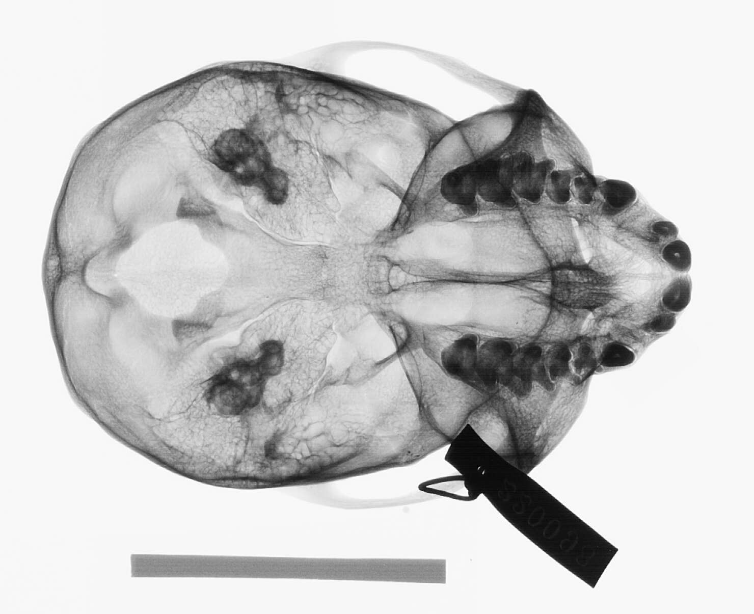 Plancia ëd Cercopithecus cephus cephodes Pocock 1907