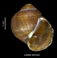 Image of Amauropsis aureolutea (Strebel 1908)