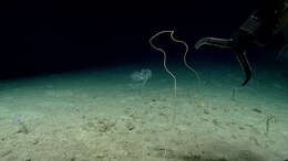 Image of long sea whip