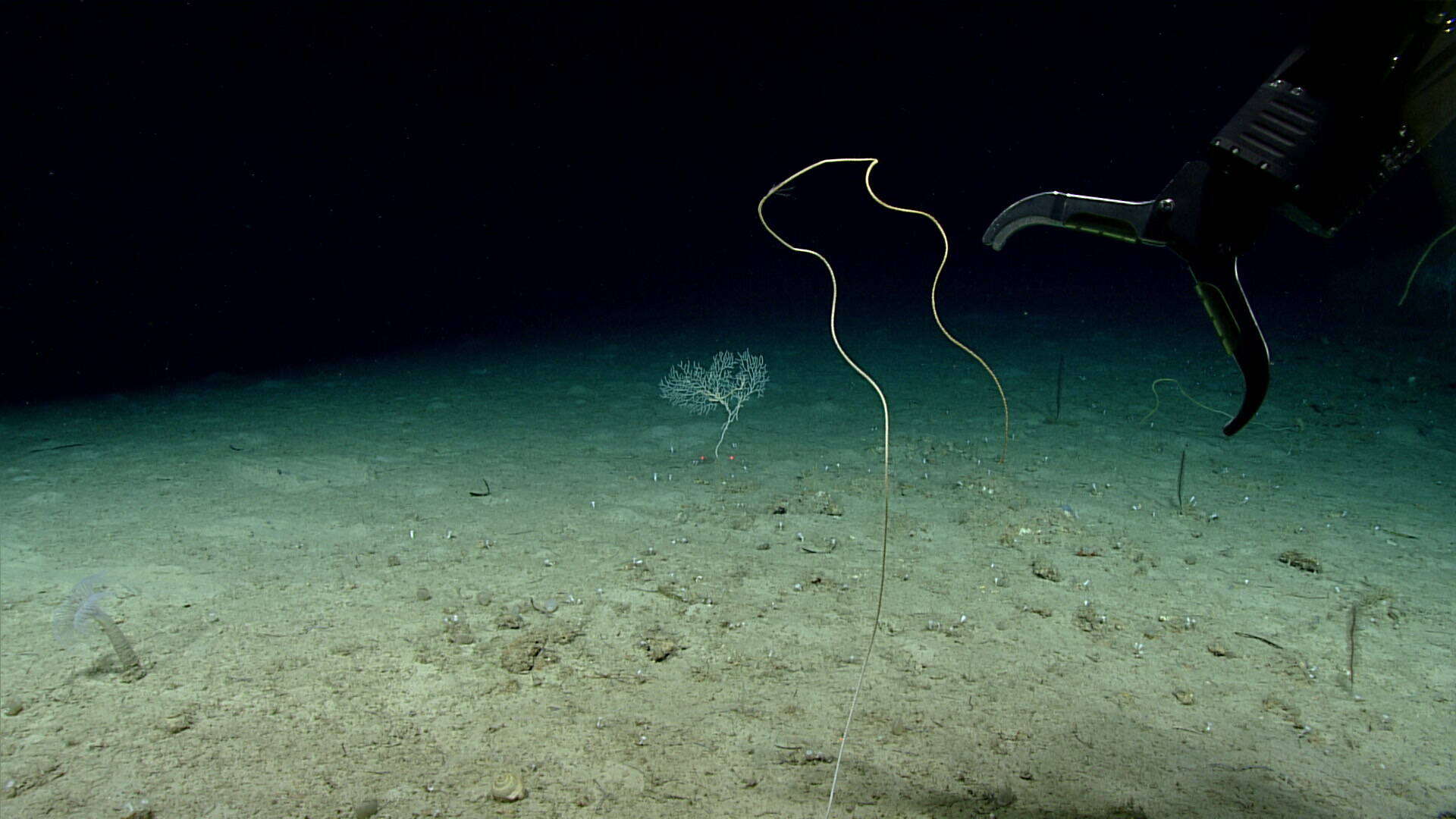 Image of long sea whip