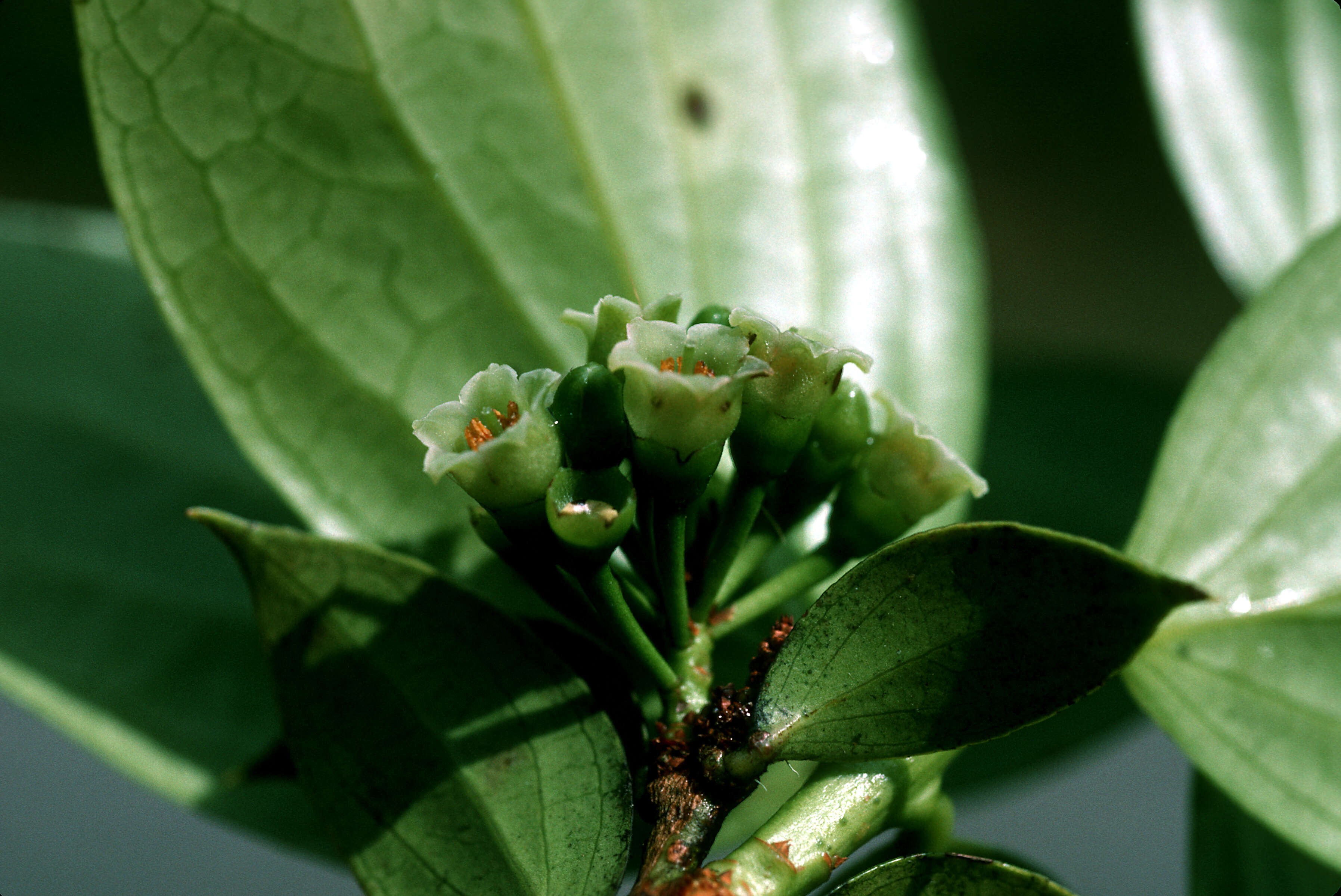 Слика од Symphysia racemosa (Vahl) Stearn