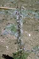 Image of Organ Mountain larkspur