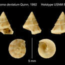 Image of Calliostoma dentatum Quinn 1992