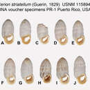 Image of Cerion striatellum (Guerin-Méneville 1829)