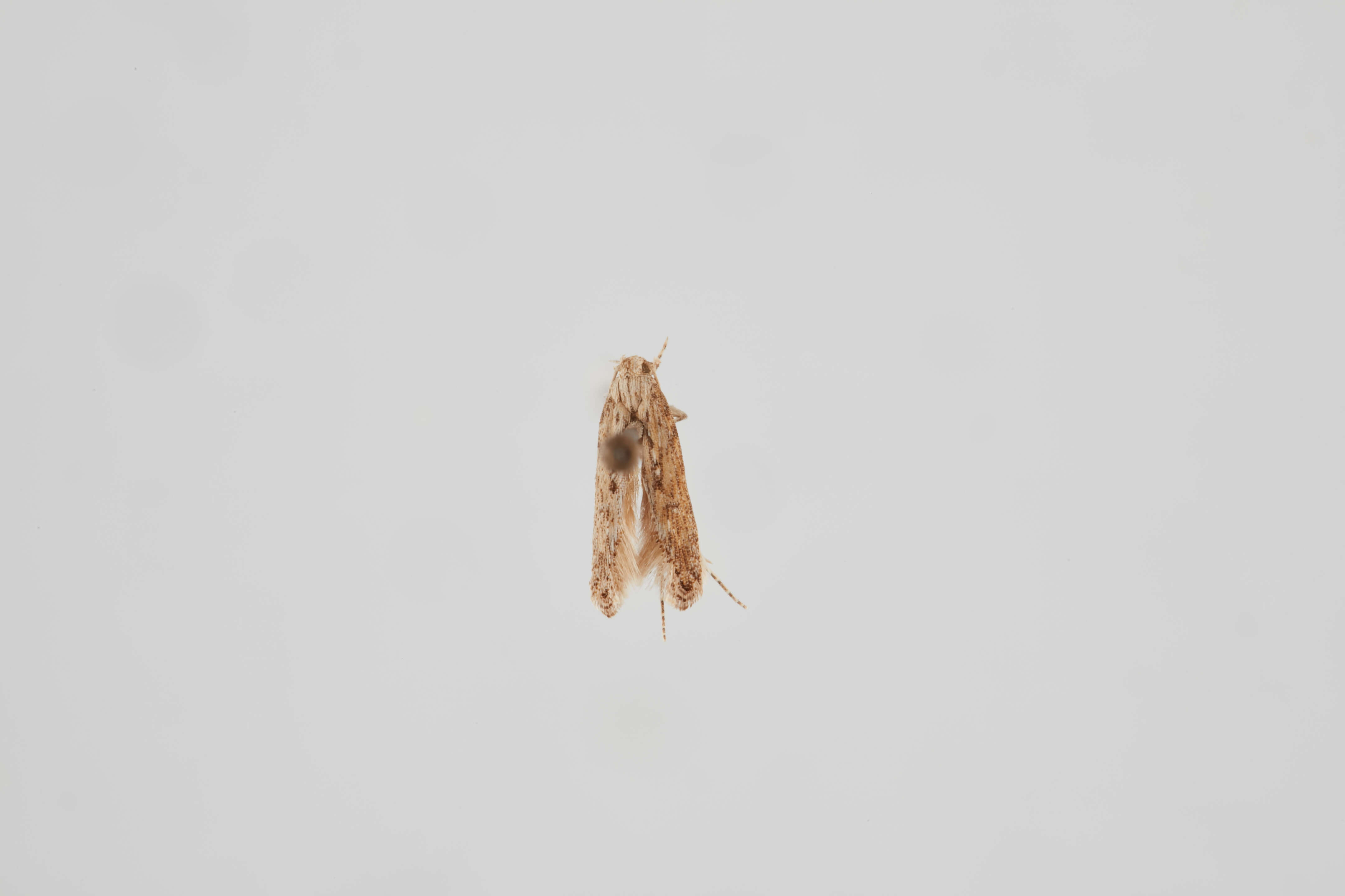 Слика од Phthorimaea