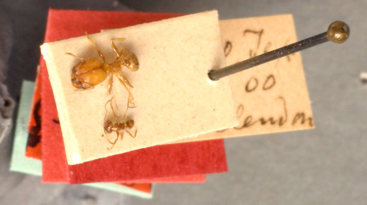 Image of Pheidole macclendoni Wheeler 1908