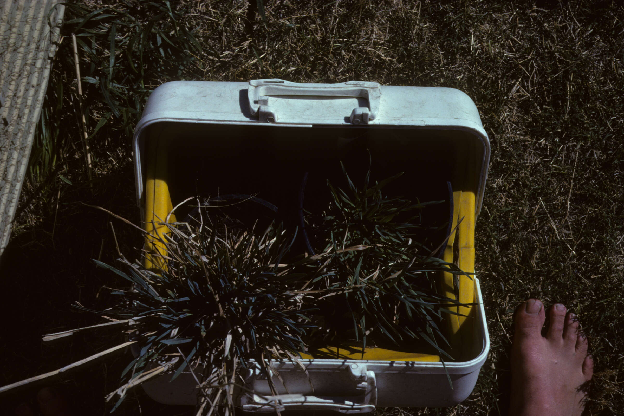 Image of New Mexico bluegrass