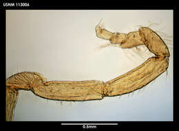 Image of Cilunculus cactoides Fry & Hedgpeth 1969
