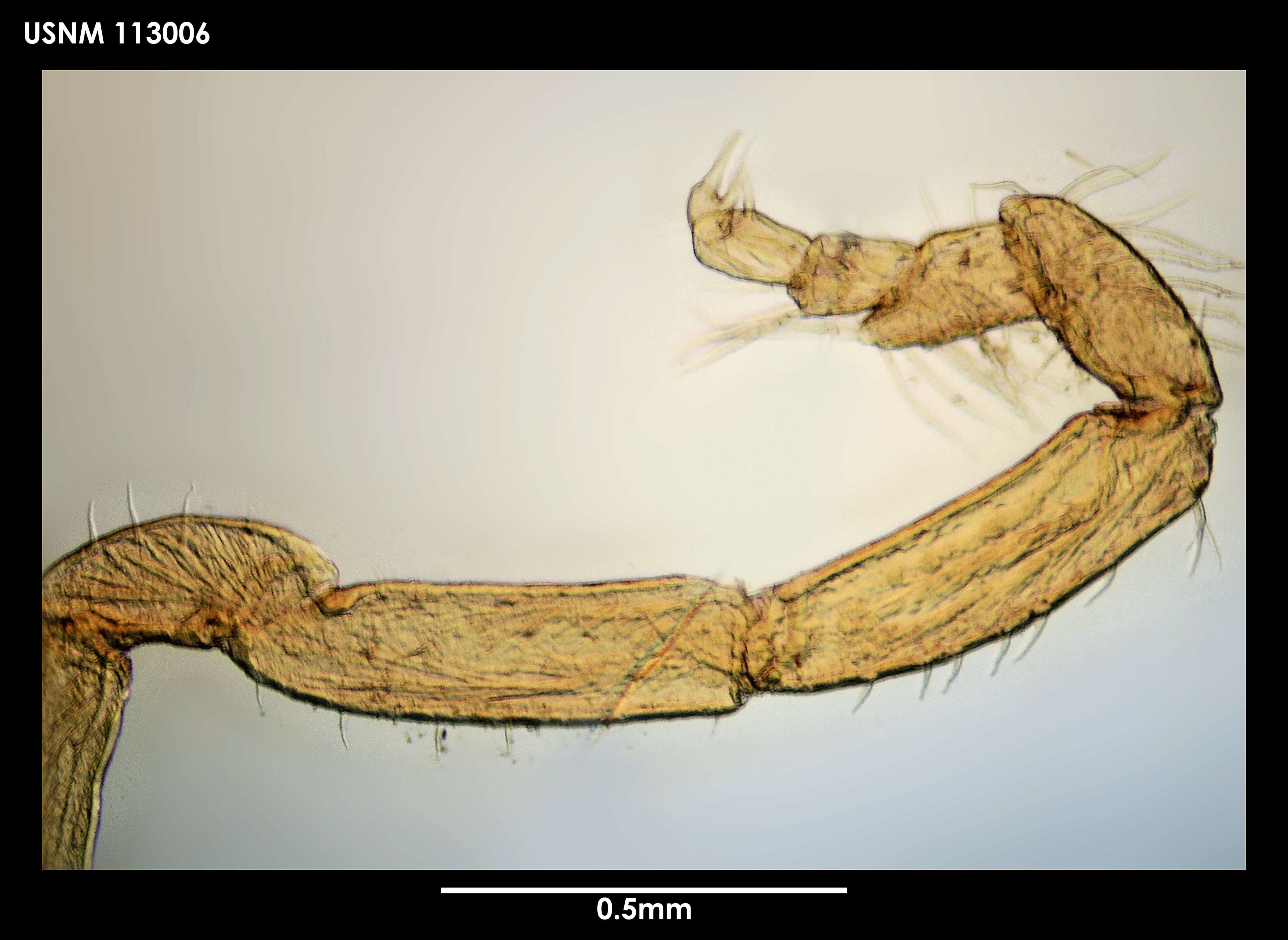 Image of Cilunculus cactoides Fry & Hedgpeth 1969