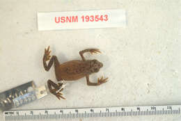 Image of Diaper harlequin frog