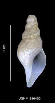 Image de Leucosyrinx paratenoceras Powell 1951