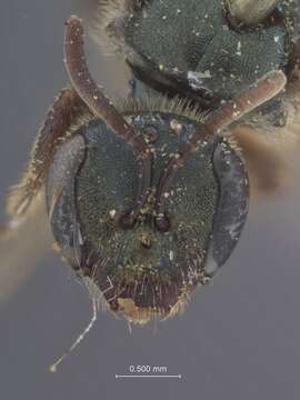 Image of Halictus