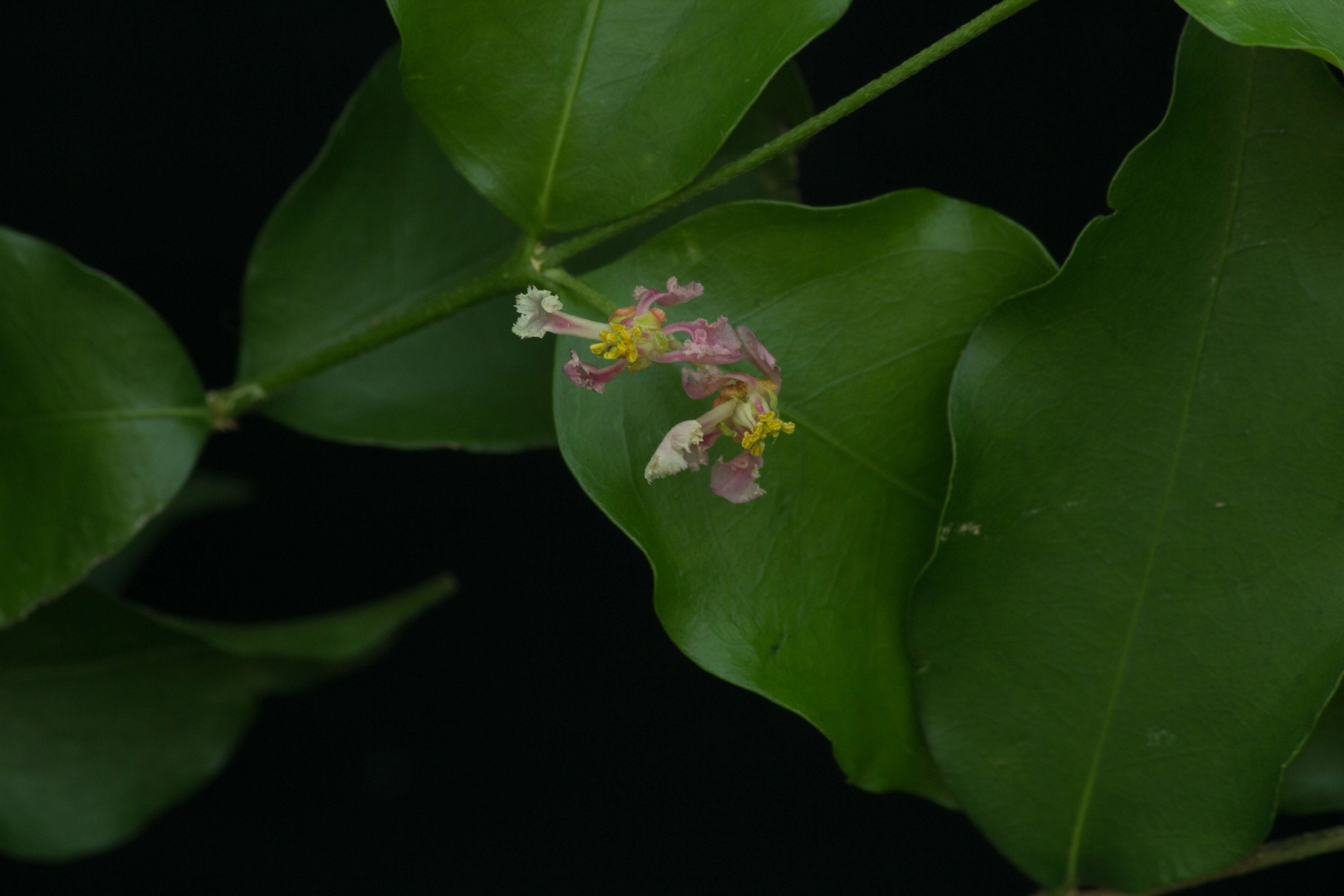 Imagem de Malpighia glabra L.