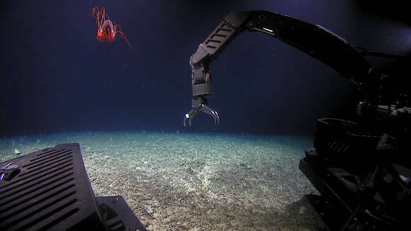 Image of deepwater stony coral