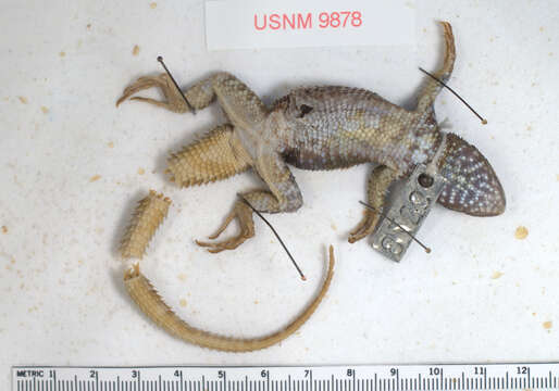 Image of Sceloporus torquatus torquatus Wiegmann 1828