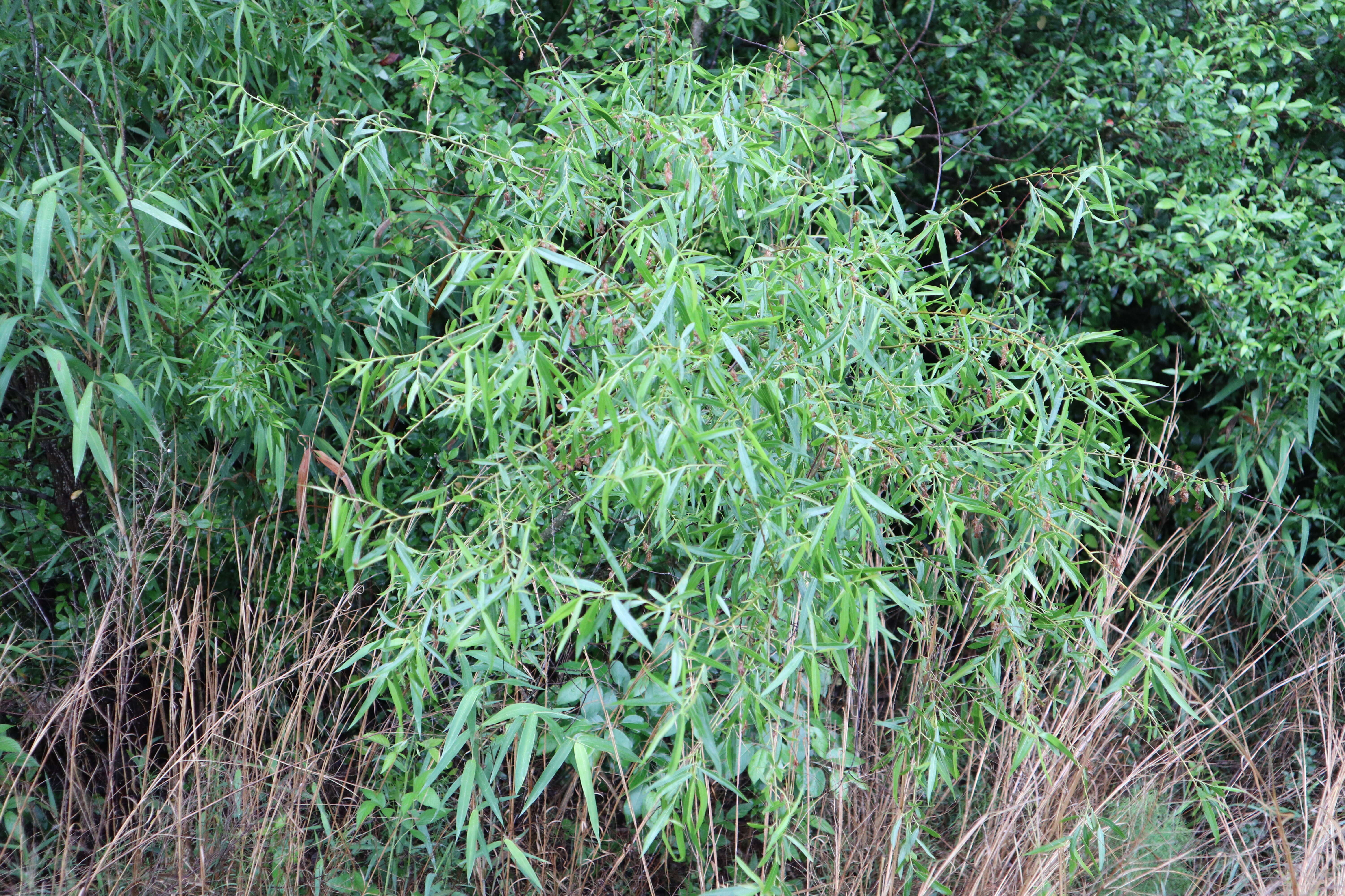 Image of black willow
