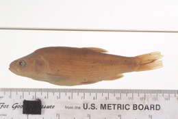Image of Siphateles