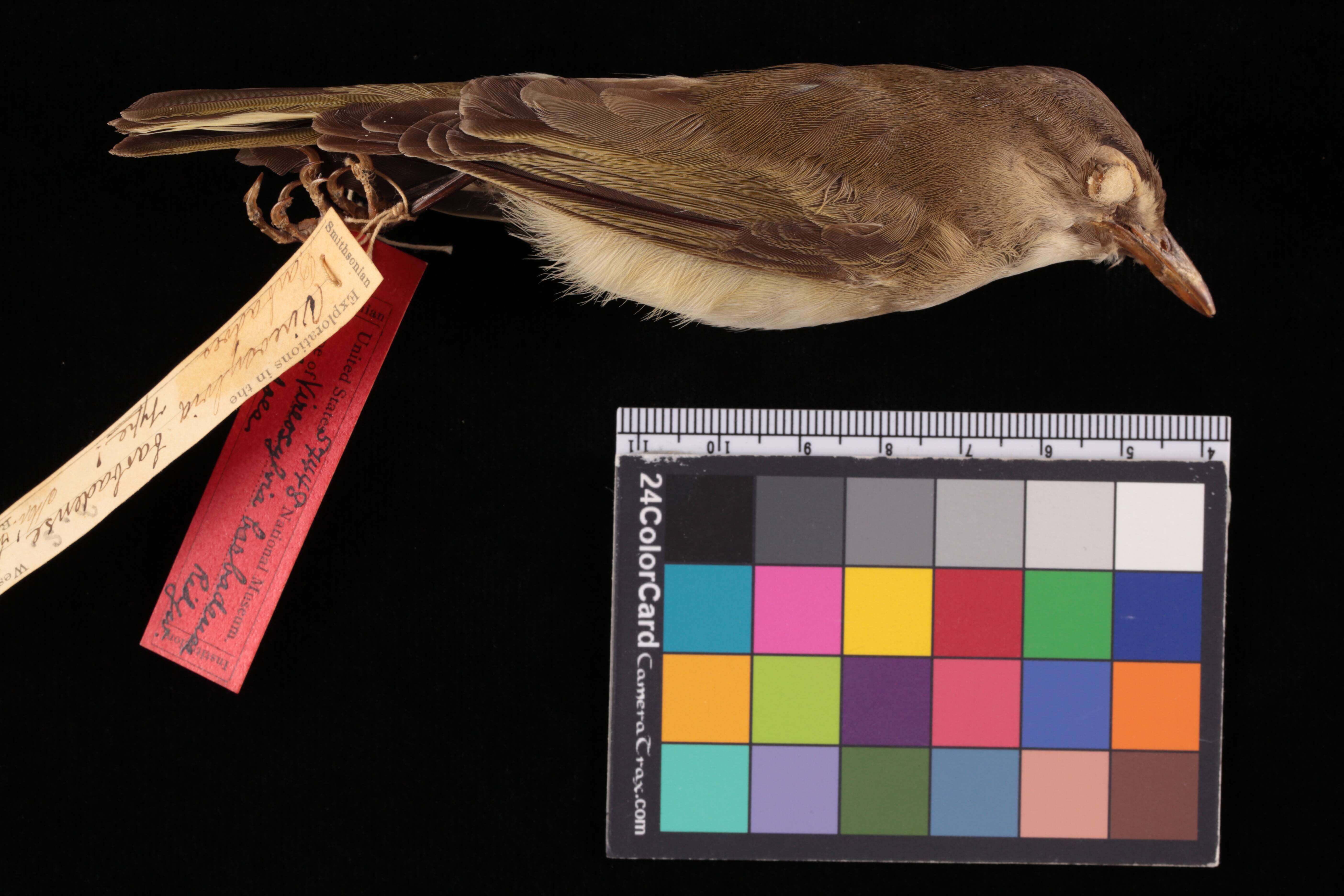 Image of Vireo altiloquus barbadensis (Ridgway 1874)