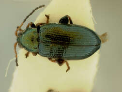 Image of Crepidodera Chevrolat 1836