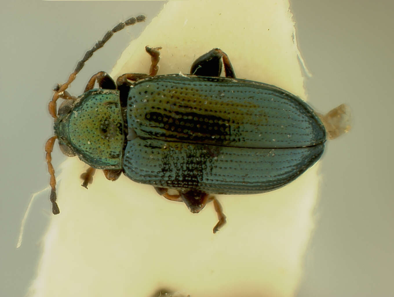 Image of Crepidodera Chevrolat 1836