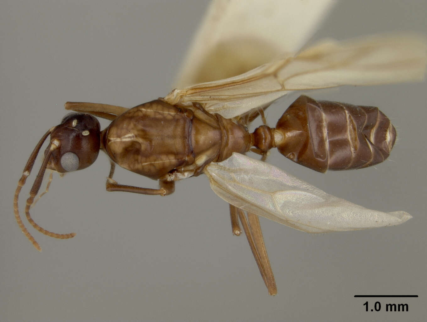 Plancia ëd Camponotus laminatus levuanus Mann 1921