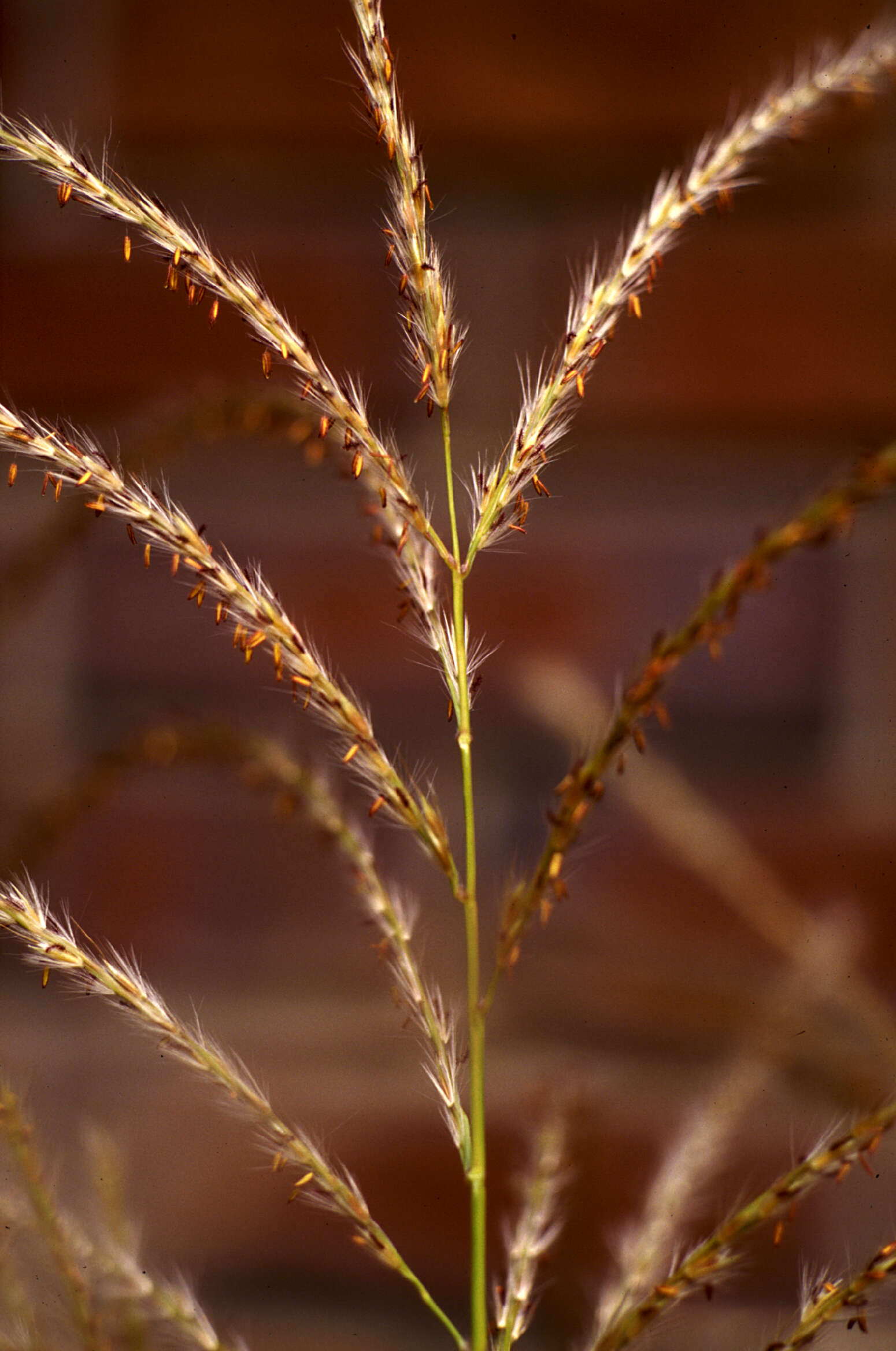 Image of Chinese silvergrass