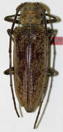 Image of Abatocera (Sternobatocera) subirregularis Breuning 1954