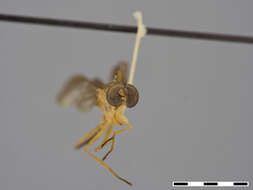 Image of Ptecticus aculeatus James 1952