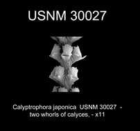 Image of Calyptrophora japonica Gray 1866