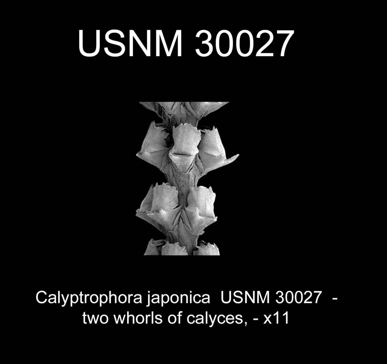 Image of Calyptrophora japonica Gray 1866