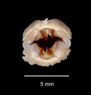 Image of Antarctinoe ferox (Baird 1865)