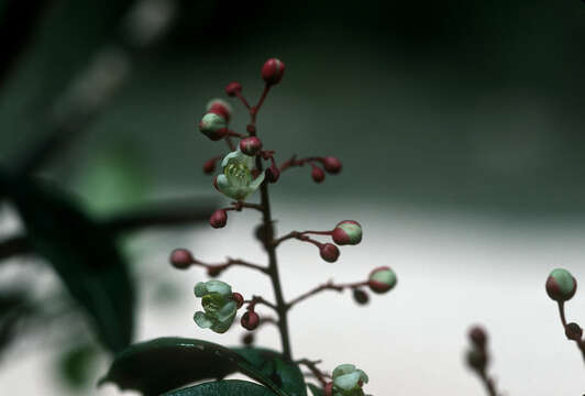 Image de Serjania diversifolia (Jacq.) Radlk.