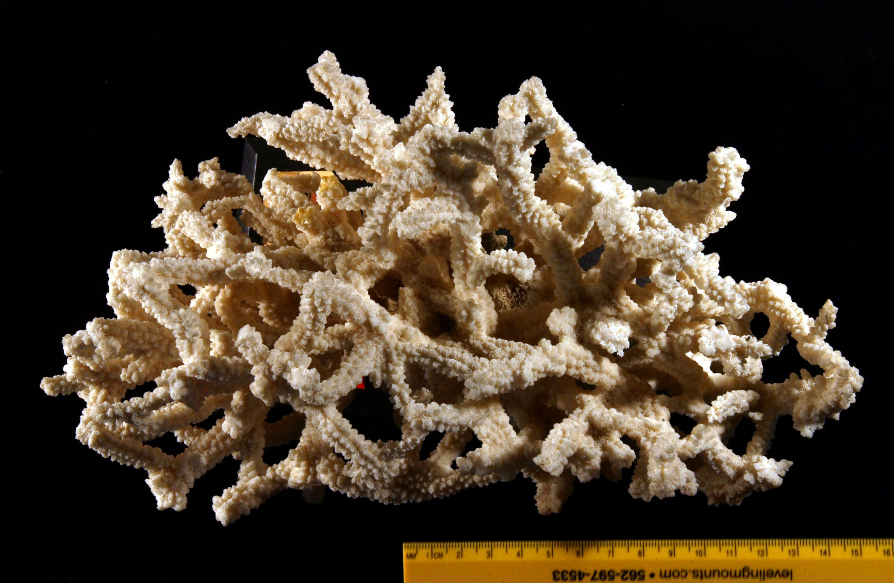 Image of spine coral