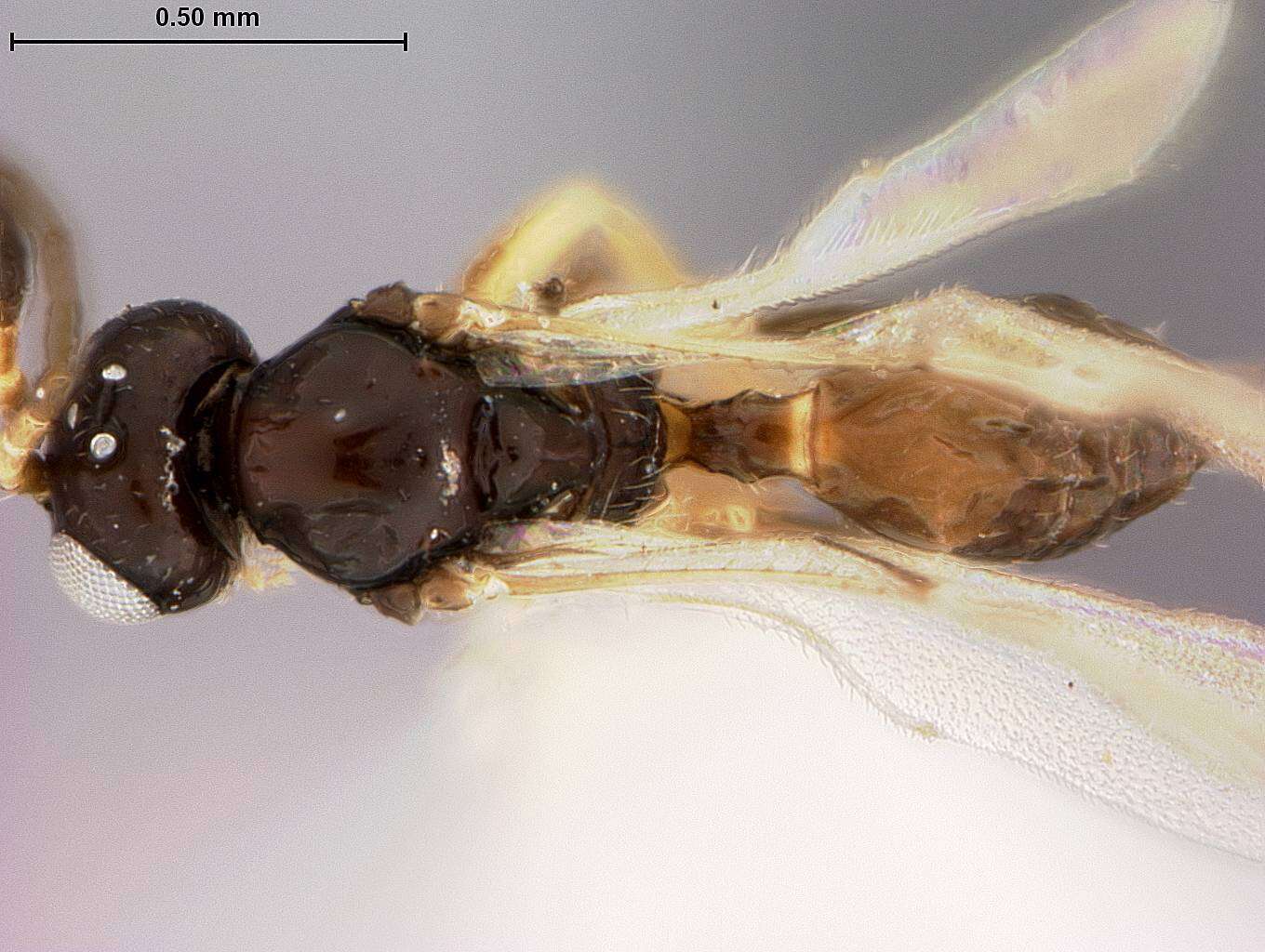 Image of Trioxys similis Mackauer