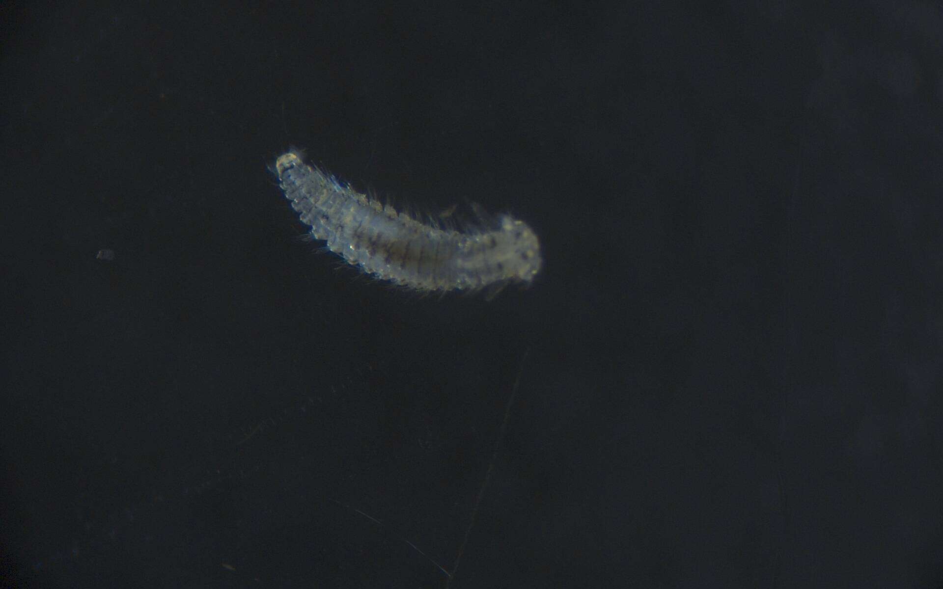 Image of Spionidae