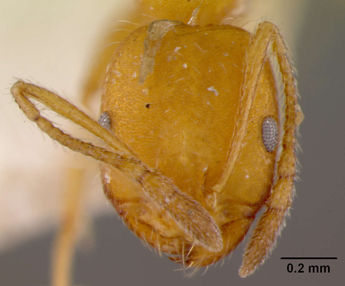 Image of Monomorium bicolor Emery 1877