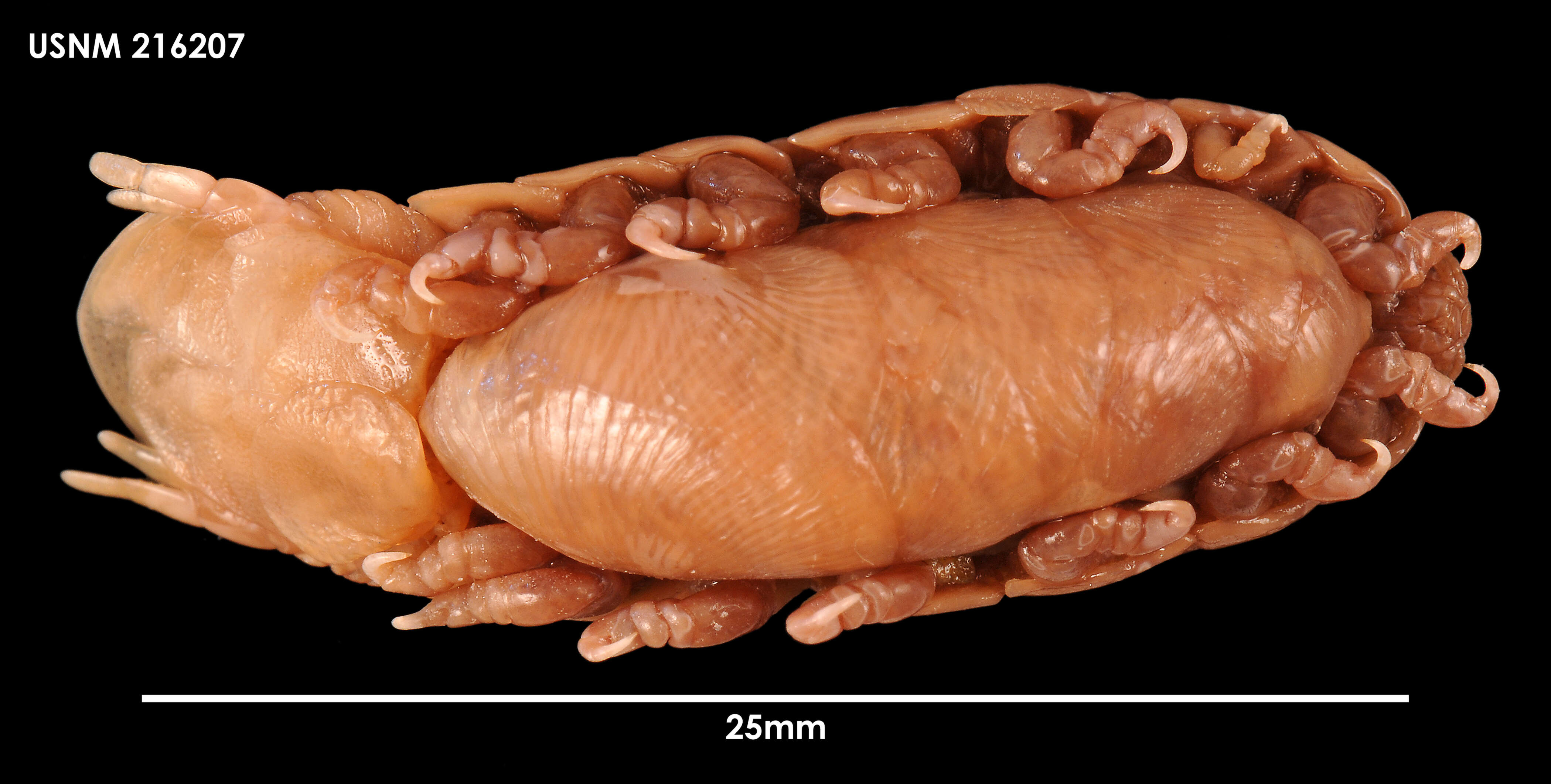 Image de Mothocya lineata (Miers 1876)