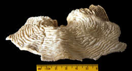 Image of serpent coral